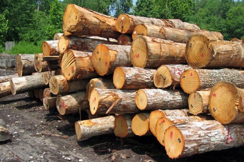 توقیف ۶ خودروی باری حامل چوب جنگلی در صومعه سرا