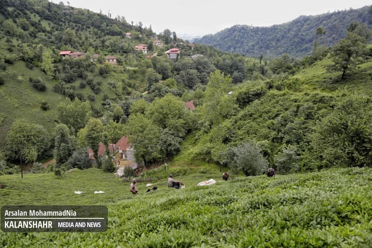 روایتی از تلاش مردان و زنان در رحیم آباد رودسر برای رساندن یک استکان چای خوش طعم به دست ایرانی ها