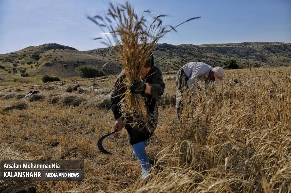 گزارش تصویری؛برداشت خوشه های طلایی گندم به صورت دستی و کمباین در ارتفاعات رودبار