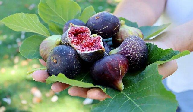 برداشت انجیر از ۶ شهر گیلان؛قیمت هر کیلو انجیر به ۶۰ هزار تومان رسید