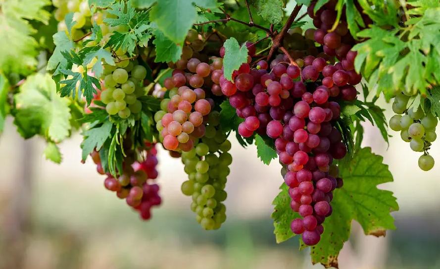 میوه بهشتی برای سلامت قلب و مغز