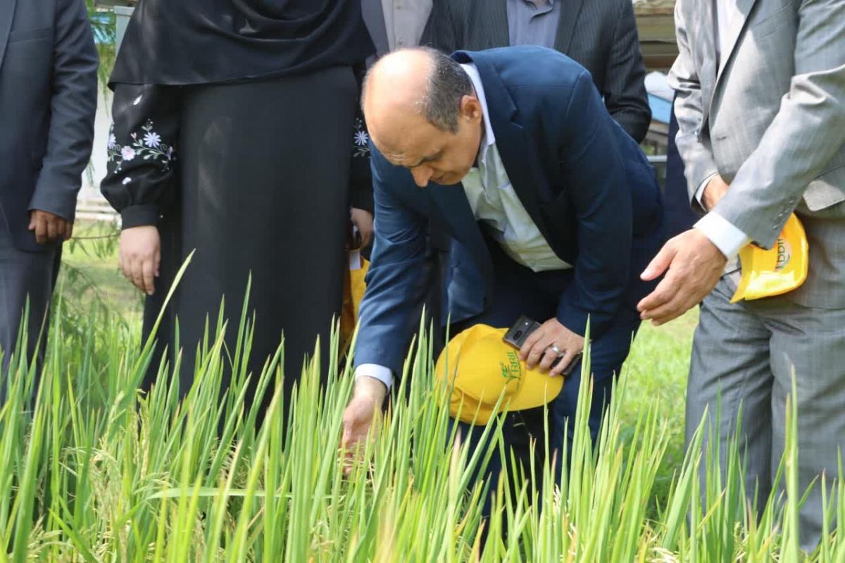 هادی حق شناس