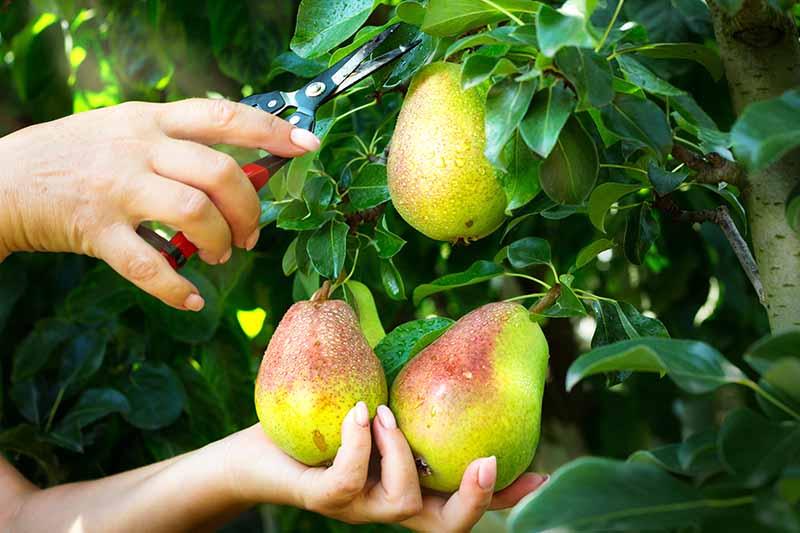 گلابی،میوه ای خوشمزه برای لاغری و دوری از سرطان
