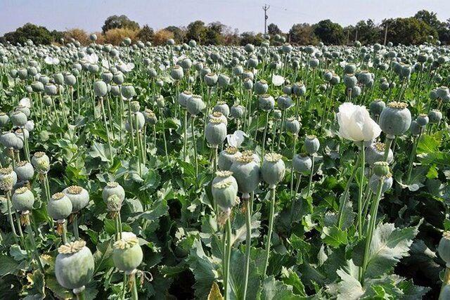 دادستان کل کشور: کشت خشخاش در کشور ممنوع است