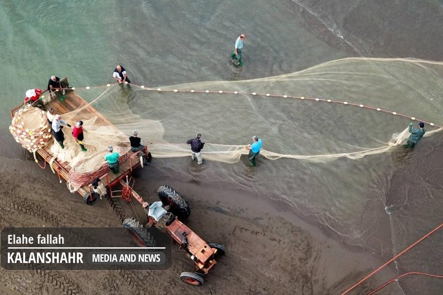 روایت تصویری صید پاییزی ماهی در گیلان: از تور و تراکتور تا بازوان صیادان