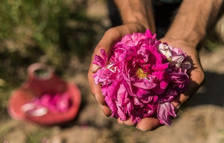 عربستان گل محمدی ایران را به نام خود ثبت جهانی کرد  