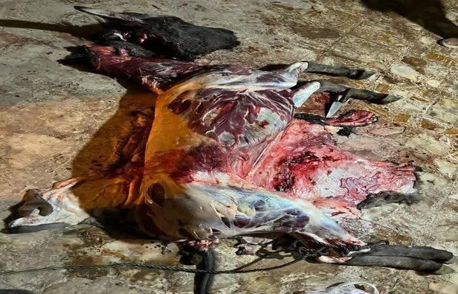 بساط کبابِ الاغ پدر و پسری در رستوران جاده قزوین – رشت برچیده شد