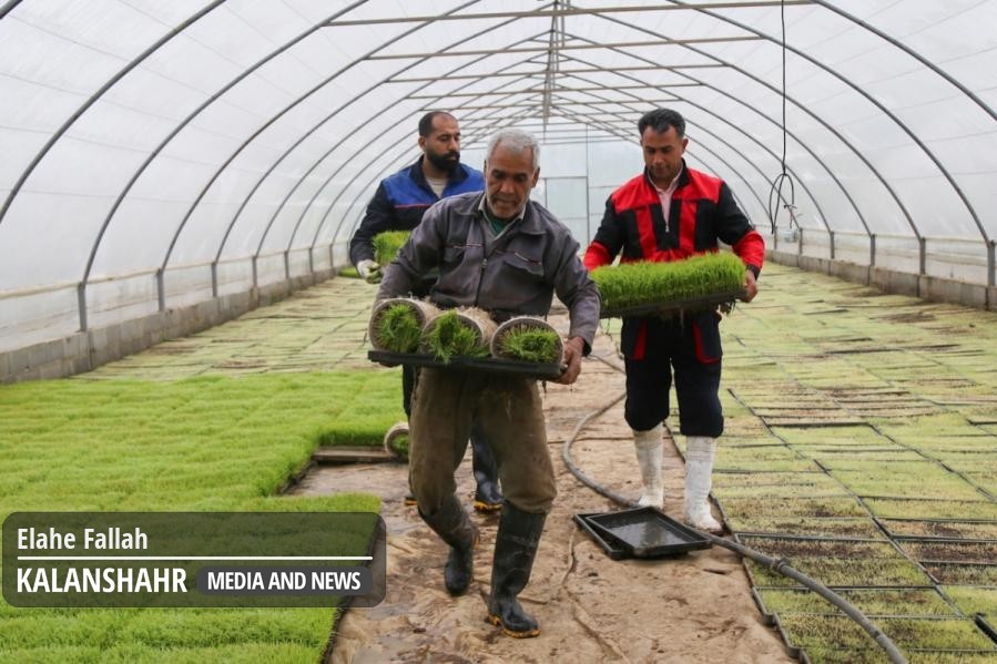گزارش تصویری؛بانک نشای برنج در طاهرگوراب صومعه سرا؛از شلتوک تا آماده شدن برای کِشت
