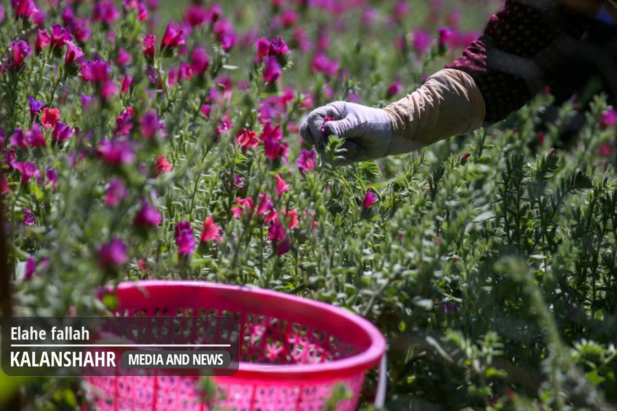 گزارش تصویری؛ برداشت «گل گاو زبان» دمنوش آرامبخش از اشکورات رودسر