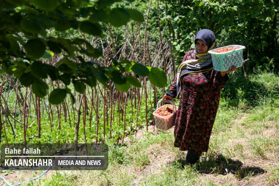 گزارش تصویری؛ برداشت یاقوت سرخ در سی‌دشت رودبار قطب توت‌فرنگی گیلان
