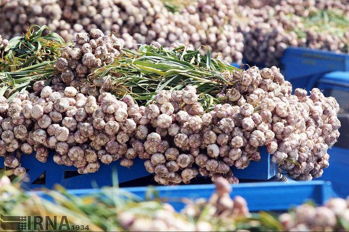 پلیس از کشف یک محموله عجیب خبر داد؛ ۶۰ تن سیر در تالش «احتکار» شده بود