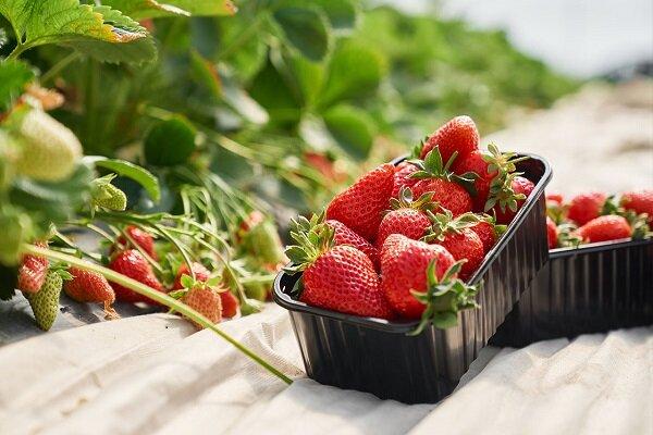 آیا خوردن توت و چای می تواند جلوی آلزایمر را بگیرد؟