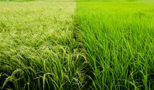 تجهیز اراضی شالیزاری مزایای زیادی دارد
