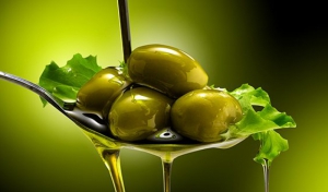 کیفیت روغن زیتون گیلان بهبود می یابد