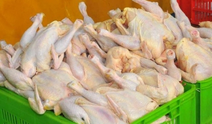 مرغ ارزان می شود