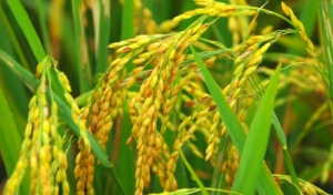 برنج مهم ترین محصول استراتژیک گیلان
