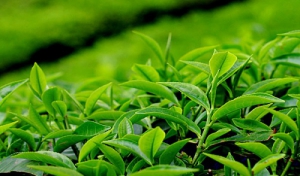 بهترین زمان برای اجرای برنامه ۵ ساله توسعه چای فرا رسیده است