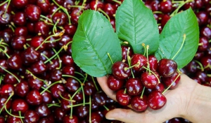 آغاز برداشت گیلاس در گیلان