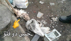 کشف جسد ۲ جنین در رشت