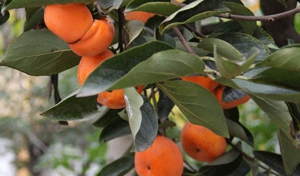 درآمد 58 میلیاردی گیلانیان از باغات خرمالو
