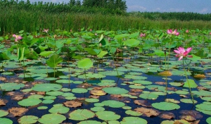ادامه آزمایش های طرح بایوجمی منوط به مجوز دادستانی است