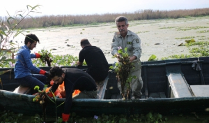 بیش از ۸۰۰ هکتار از تالاب انزلی آلوده به سنبل آبی است