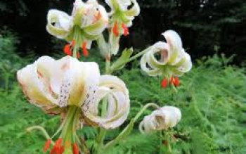 ثبت ملی ۱۹ اثر طبیعی گیلان