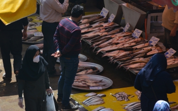 صف کشی موجودات میکروسکوپی در جلگه گیلان