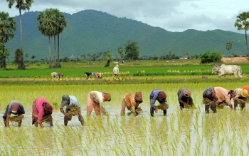 تخصیص 40 میلیارد تومان اعتبار برای تسطیح شالیزارهای گیلان
