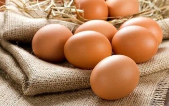احتمال توقف تولید تخم مرغ/ قیمت تخم مرغ افزایش می یابد؟
