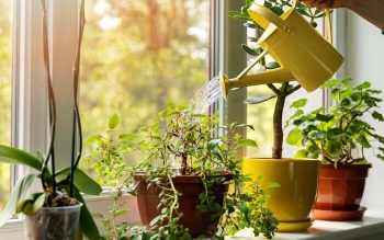 با آغاز فصل سرما چگونه گیاهان خانگی را سالم نگه داریم؟