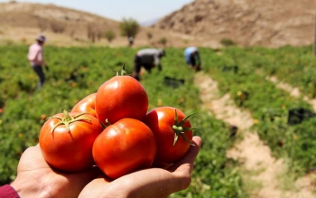 اختلاف ۱۰ هزار تومانی از تولید تا بازار گوجه فرنگی / گران فروشی را پای کشاورزان ننویسید