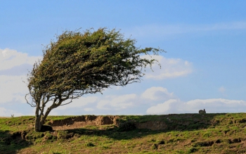 افزایش ۱۵ درجه ای دمای هوای گیلان با وزش باد گرم/ خطر آتش سوزی در جنگل ها
