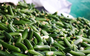 سلطان خیار دستگیر شد!