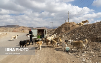 روایتی خواندنی از بانوی وانت سواری که ۱۹ سال است به حیوانات غذا می دهد