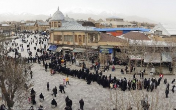 صف بلند مرغ دولتی در همدان