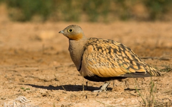 مشاهده کوکر شکم سیاه برای اولین بار در گیلان