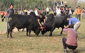 آشکار و پنهانِ «ورزا جنگ» از سنگر تا کوچصفهان