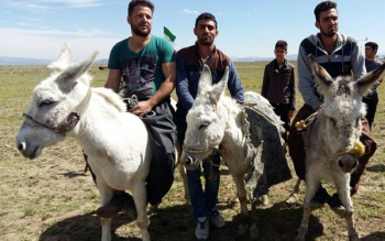بازداشت و احضار ۱۱ نفر به دلیل الاغ سواری در شهر در ساعات منع تردد شبانه
