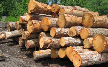 کشف بیش از ۱۰ تن چوب جنگلی قاچاق در سیاهکل