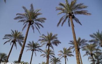 سقوط درخت هنگام قطع بر روی خودروی در حال عبور