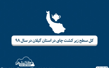 کدام شهرستان های گیلان در تولید چای پیشتازند؟