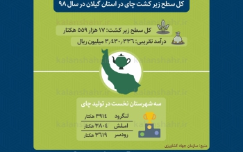 کدام شهرستان های گیلان در تولید چای پیشتازند؟
