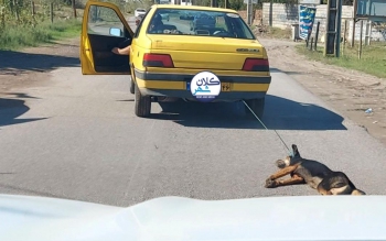 شناسایی متهمان پرونده حیوان آزاری در حسن رود