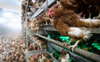  احتمال مشاهده آنفولانزای فوق حاد پرندگان در گیلان