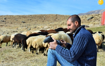 جزییات استخدام چوپانان ایرانی در ارمنستان