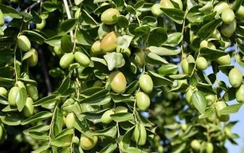 شناسنامه باغات زیتون گیلان مدرکی معتبر برای ردیابی محصول  