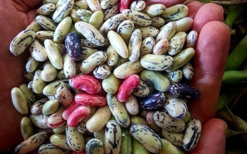۱۰۴ هزار هکتار از شالیزارهای گیلان زیر کشت دوم رفت