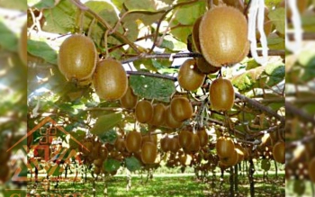 صادرات کیوی گیلان به برزیل برای اولین بار