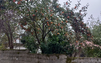 نکاتی درباره خواص درمانی خرمالوها که شاید نمی دانستید